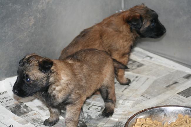 les bébés d anouk