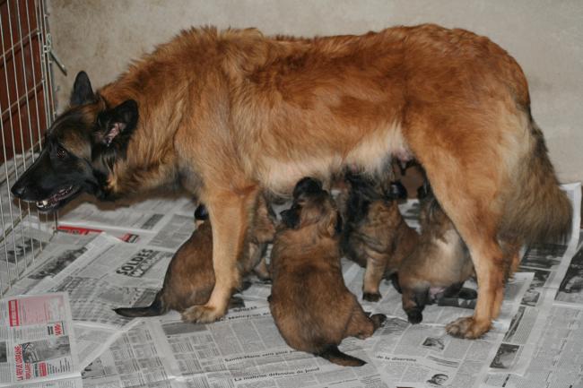 anouk et ses bébés