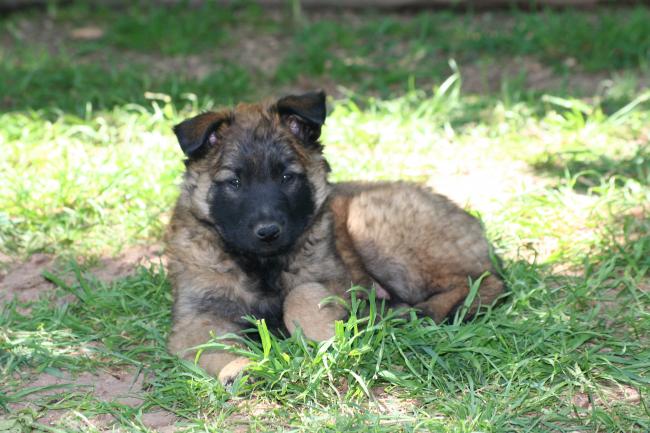 bébé d anouk