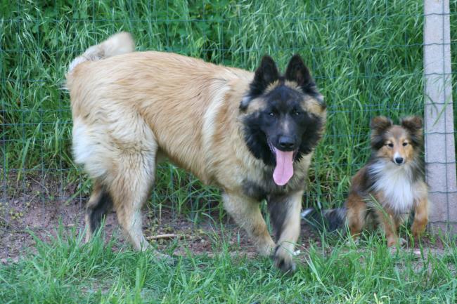 cassius et bambou