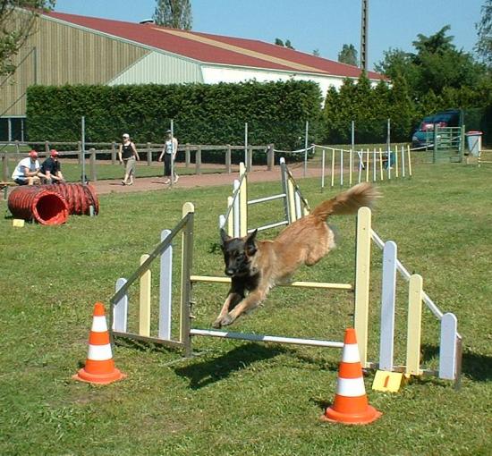 urka en concours d agility