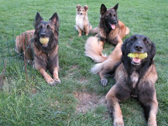 utta ,bambou ,anouk et urka