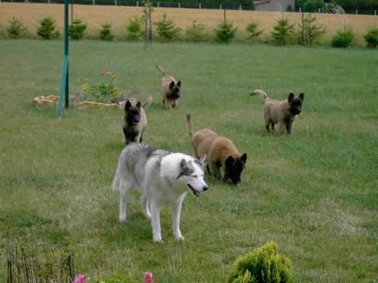 aischa et des chiots