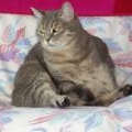 Album par d�faut