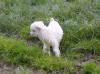 Album par d�faut