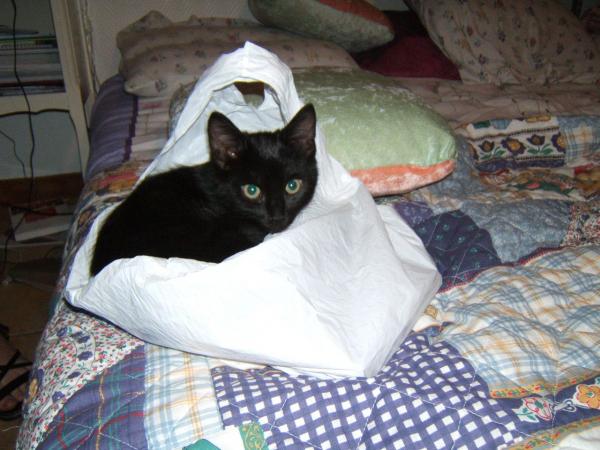 mon chat bambou