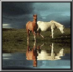Le Monde Du Cheval