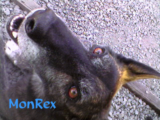 Mon chien ador�