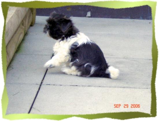junior