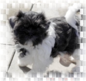 Junior