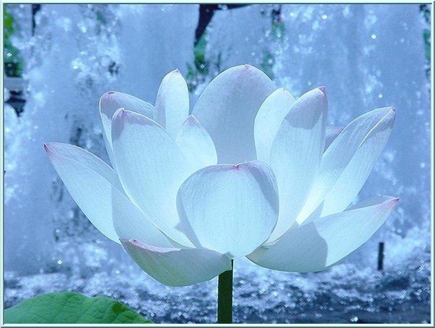 Les Plantes