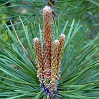 Bourgeon de Pin