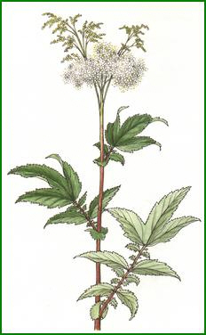 Reine de pr&egrave;s