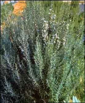 Romarin
