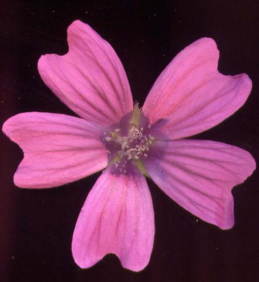 Mauve