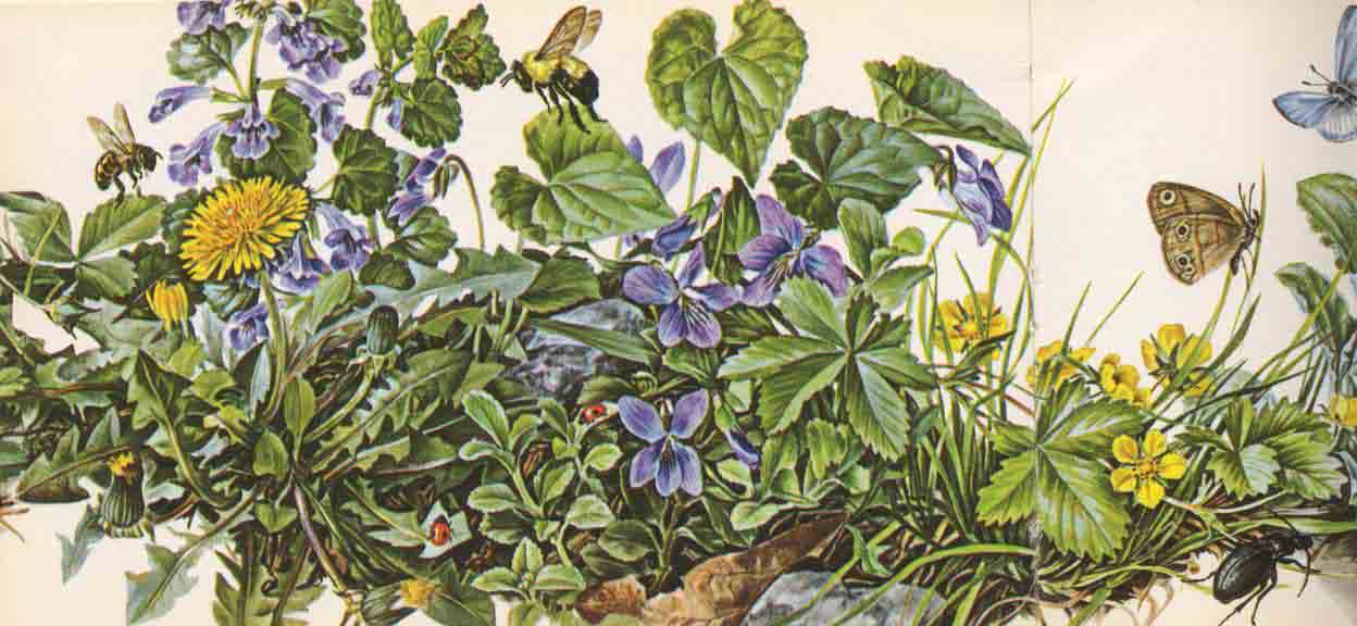 Les Plantes