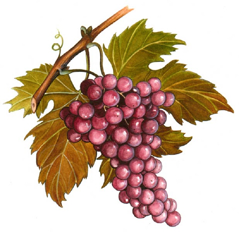VIGNE ROUGE