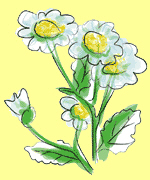 Partenelle