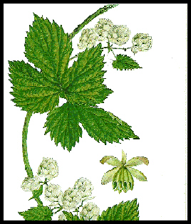 HOUBLON