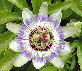 Passiflore