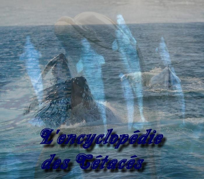 L'Encyclop�die des C�tac�s