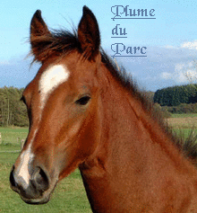  Le Haras de la plume