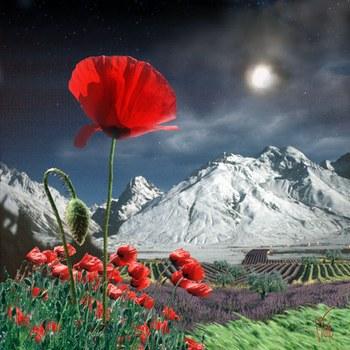 1158_PDQJMBEDKTXA.jpg