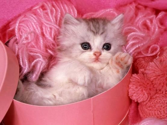 animaux-chat-boite.jpg