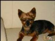 Gribouille ( chien de Marie Jo )