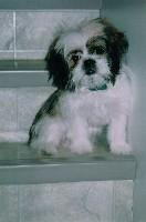 Lady ( chien de Rachou )