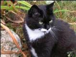 Jarelle ( chatte de M&eacute;lanie )