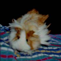 Punky