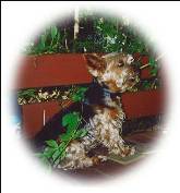 Raspoutine ( chien de Iwona )