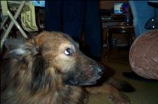 Rox ( chien de Xavier )