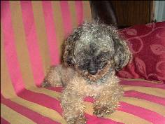 Clarisse ( chienne de Christine )