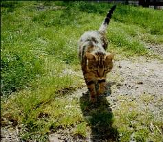 Coquin, fils de Minou
