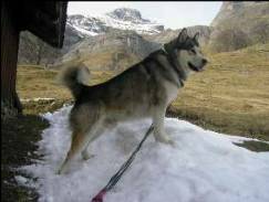 Kaluk ( chien de Aur&eacute;lie )