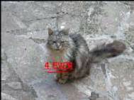 Bubsy ( chat de Sylvain )
