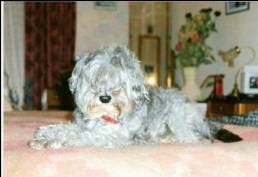 Calinou ( chien d Annette )