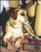 F&eacute;tiche ( chien de Romain )