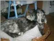Hermes ( chien de Alison )