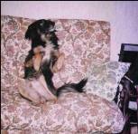 Sami ( chien de Paulette et Michel )