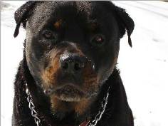 Buck ( chien de Nathalie )
