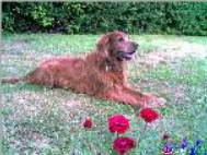 Icare ( chien de Catherine )