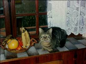 Minou, fils de Coquette