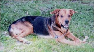 Taram ( chien de Ika )