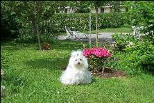 Romy ( chienne de Nicole )