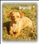 Wanda ( chienne de Sylvie )
