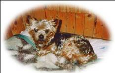 Raspoutine1 ( chien de Iwona )