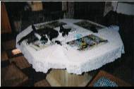 Mimine ( chatte de Caroline )
